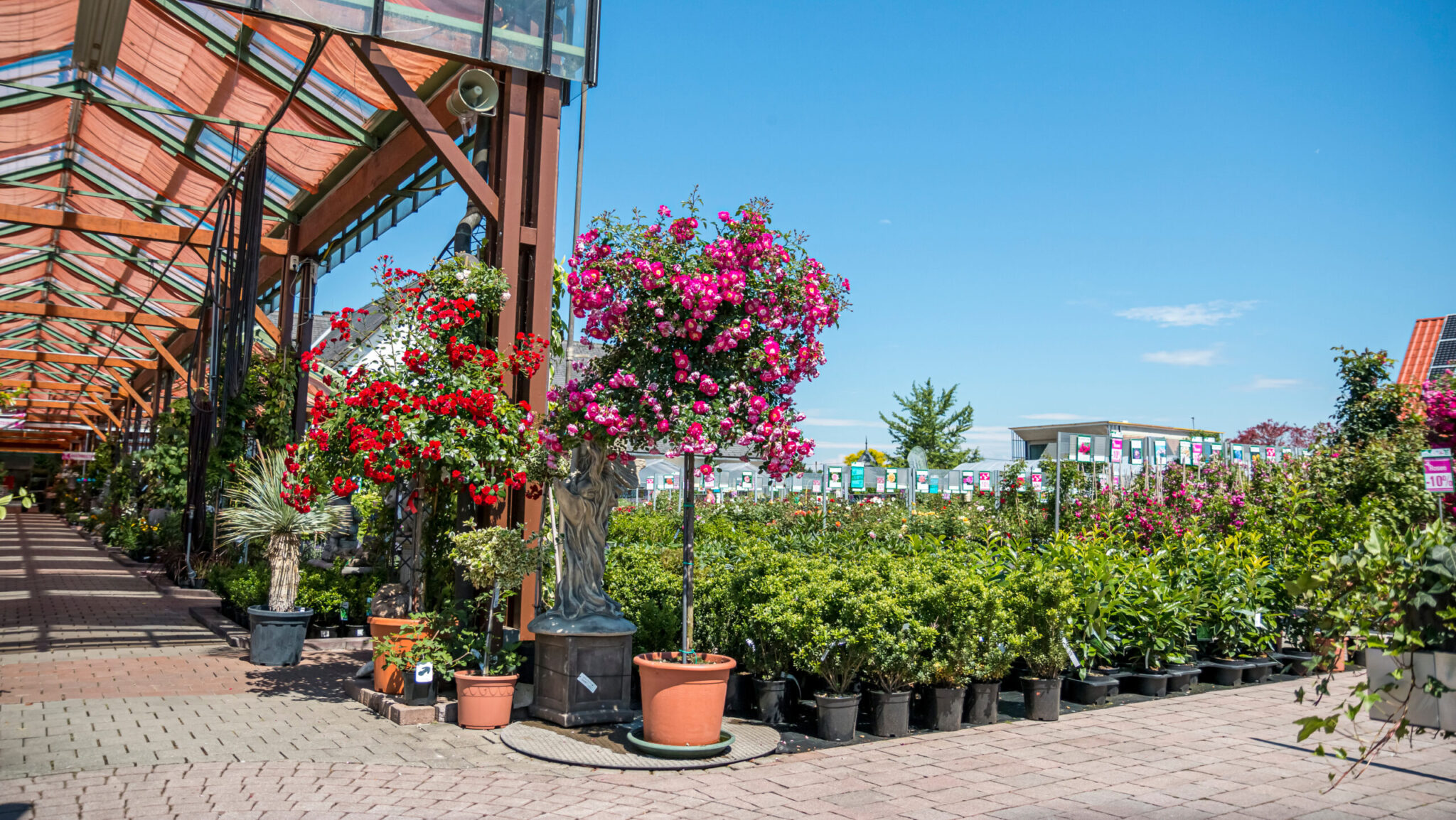 Many different beautiful blooming plants in garden center.